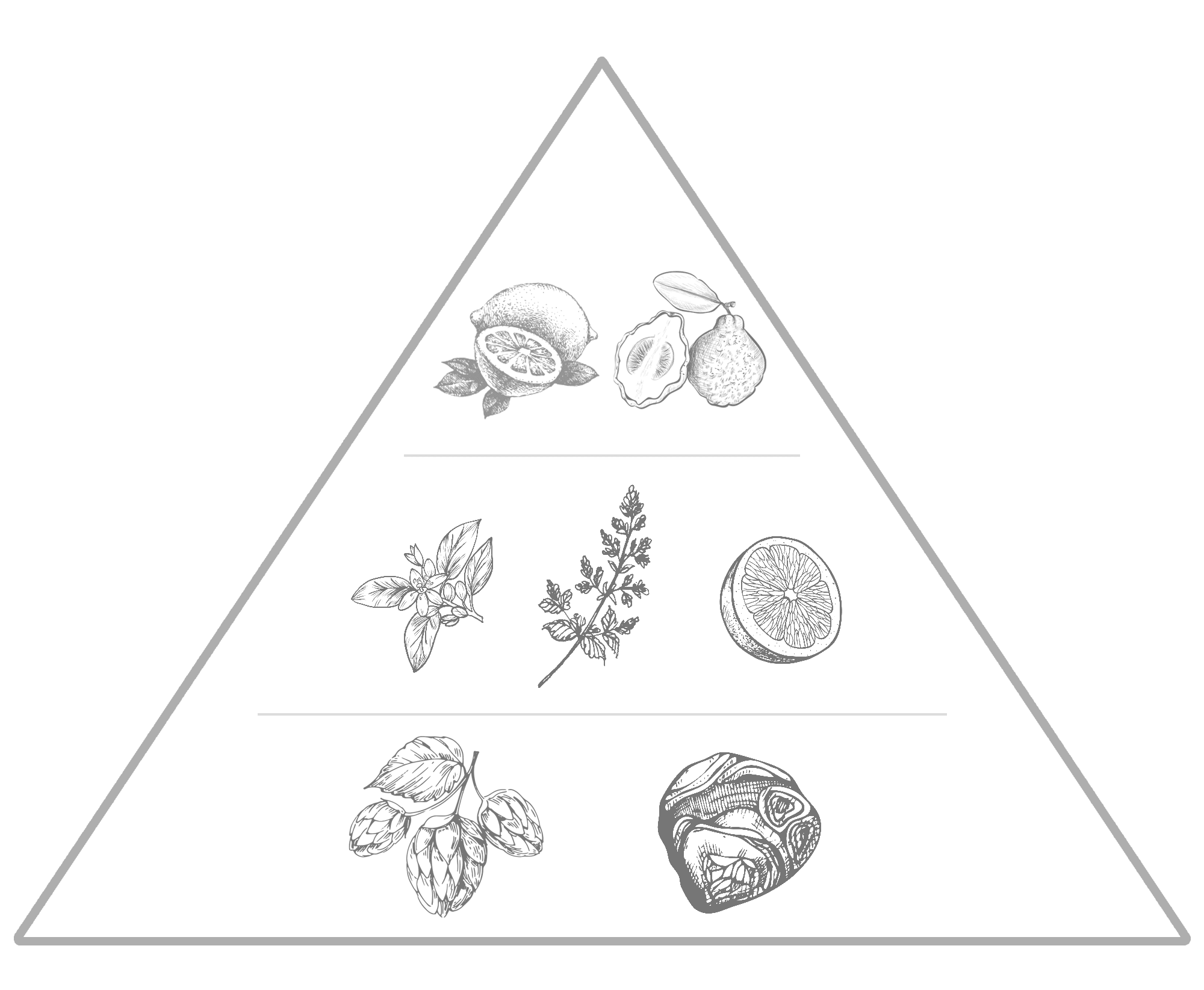 Maison Dieu Faversham Fragrance with Hops Note Pyramid