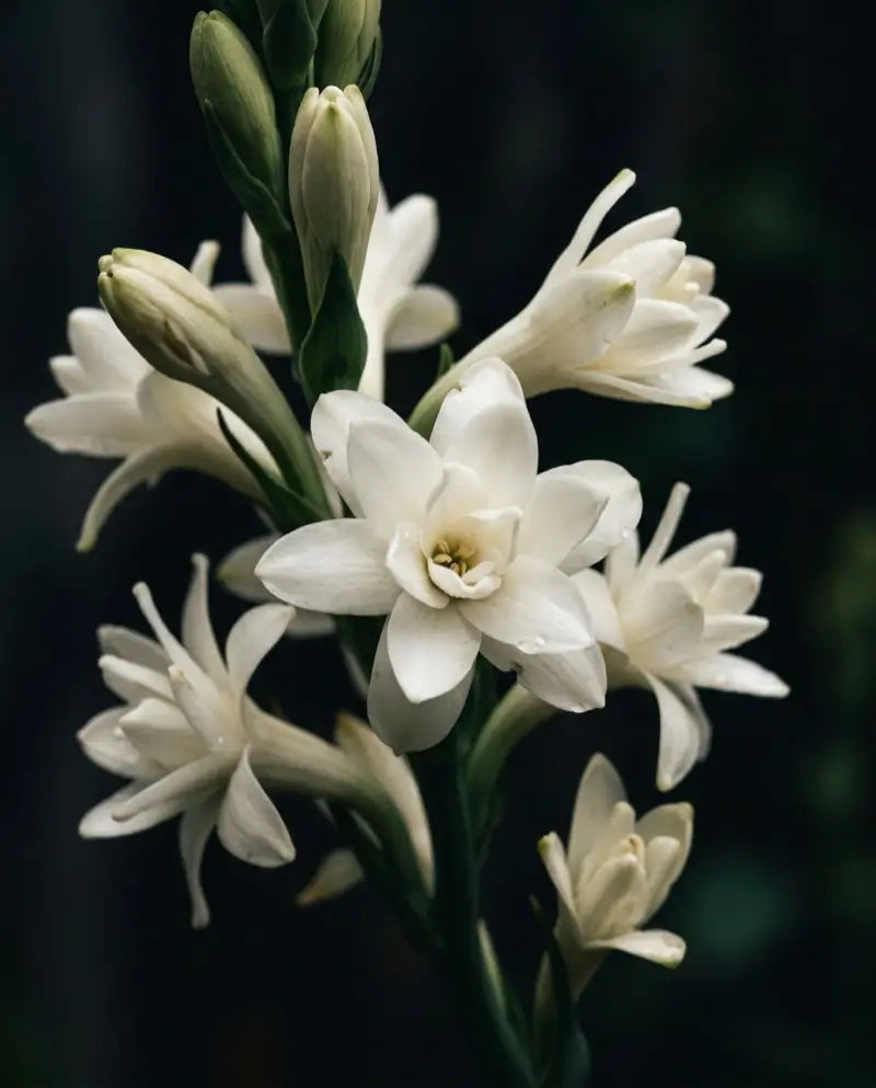 Tuberose blossoms — the flower at the heart of Marie Antoinette's perfume scandal